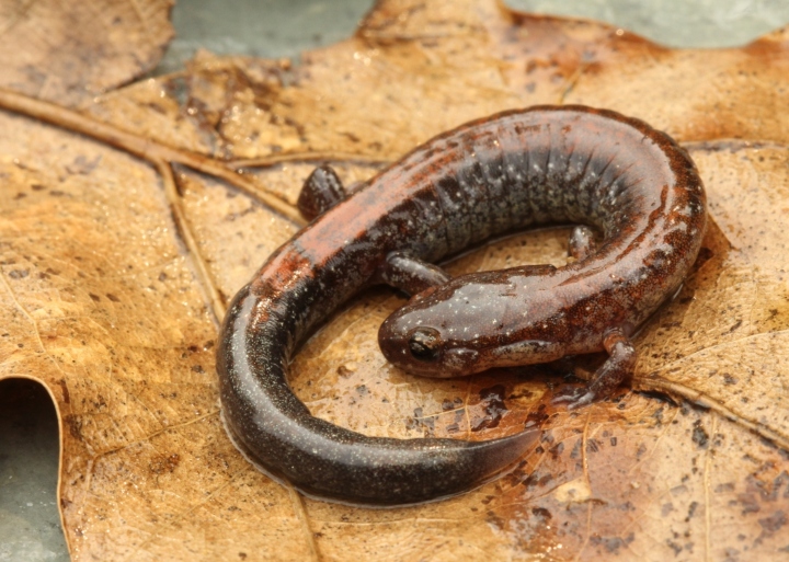 Redback Salamander